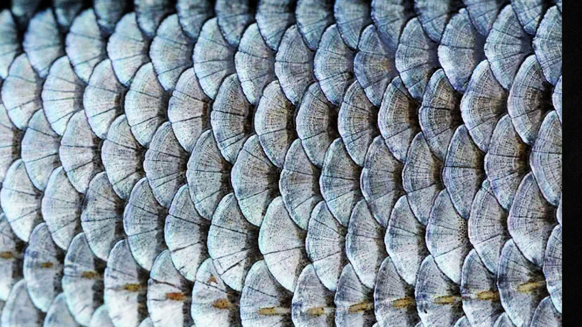 Признак системности - чешуйки на теле рыбы.