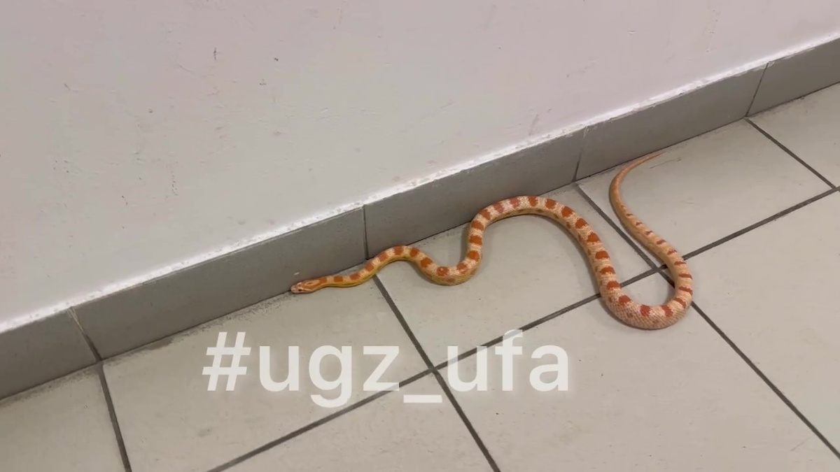    Метровая змея заползла в квартиру уфимцев