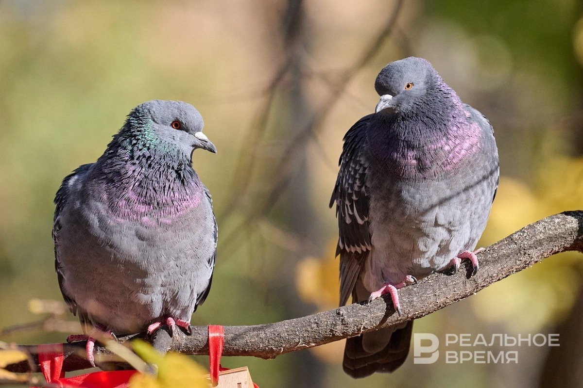   Динар Фатыхов / realnoevremya.ru