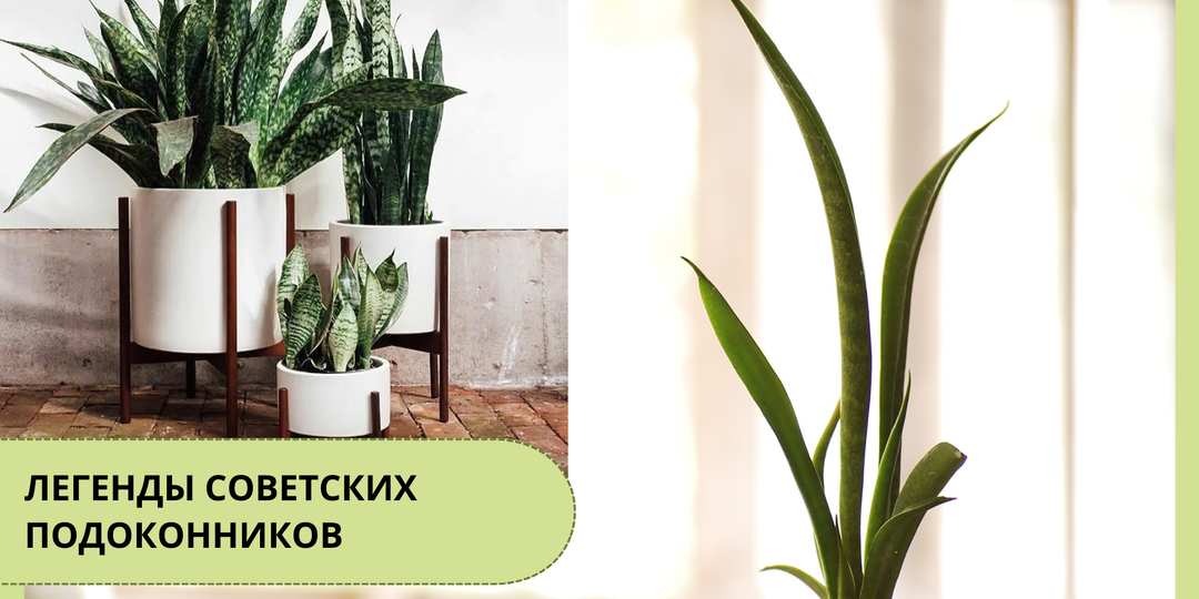 Тёщин язык, щучий хвост, меч святого Георгия — почему сансевиерия снова в моде и как её выращивать