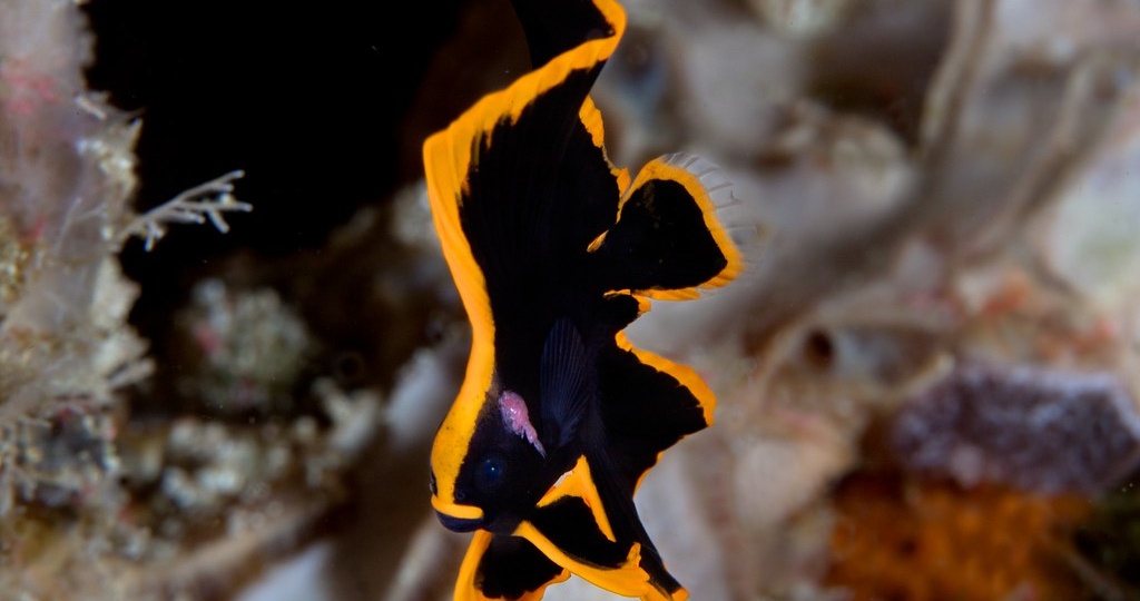 Морской нетопырь (Платакс)