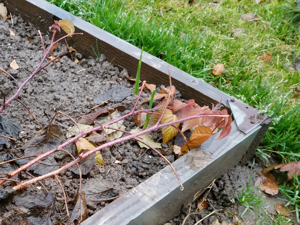 Взошедший в ноябе лучок случайно попал на фото, а чеснок я не снял.