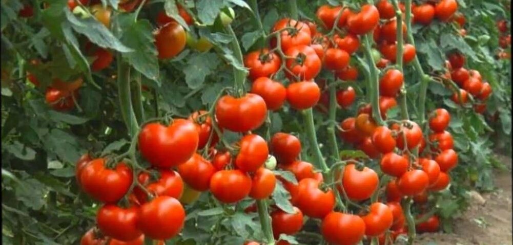 Кусты томата будут с трудом удерживать груз плодов, если не упустите ни один нюанс ухода за ними