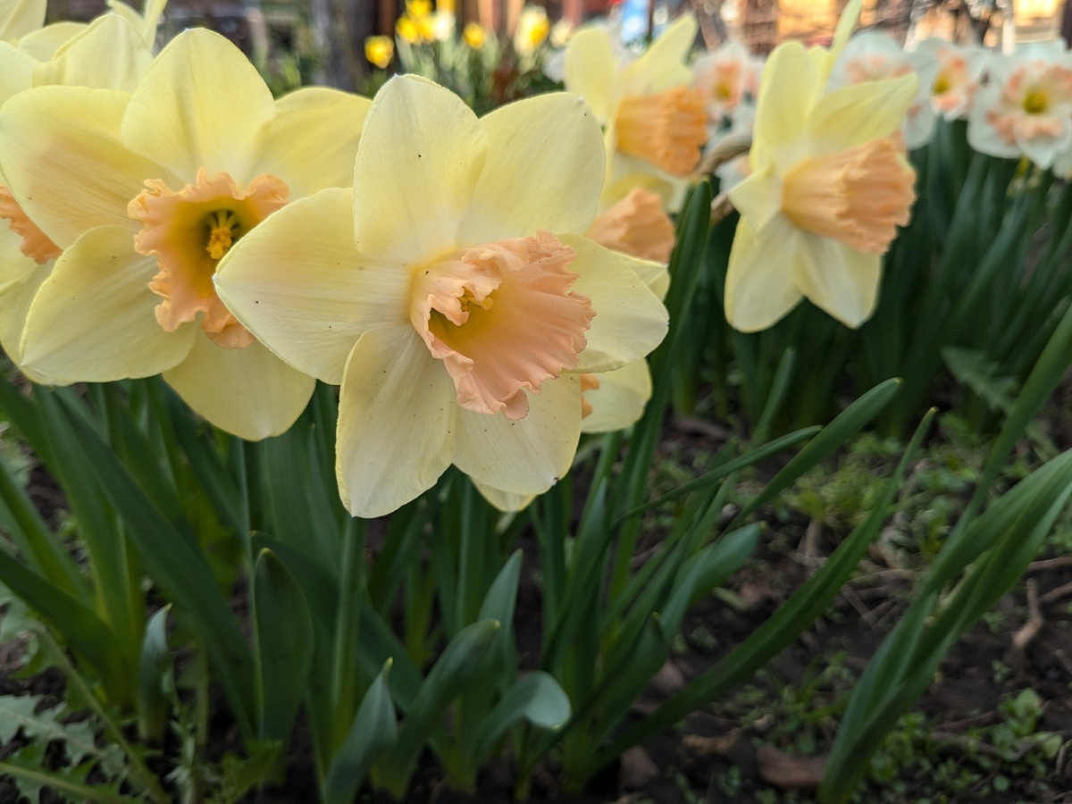 Нарцисс Modulation