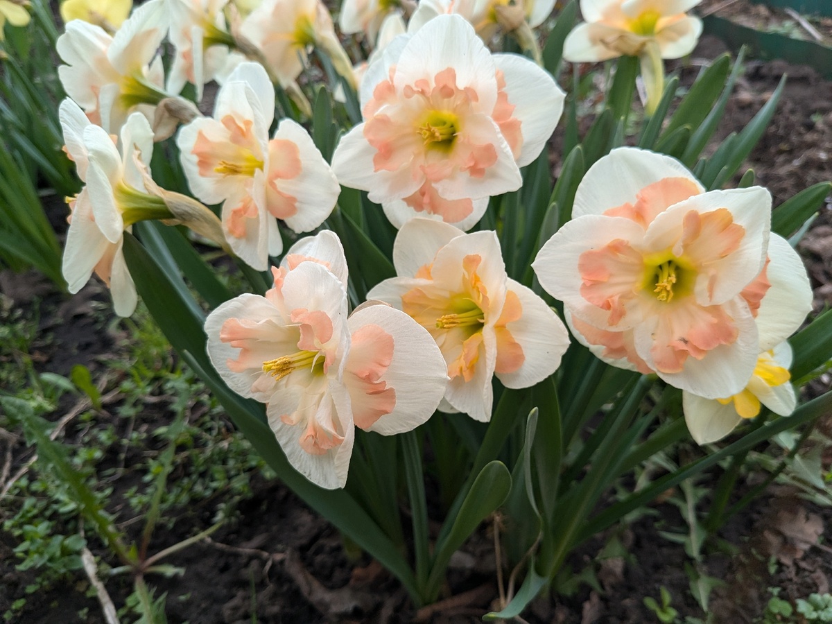 Нарцисс Pink Wonder