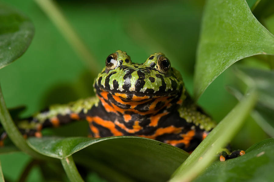 За скромной внешностью часто скрывается огненный характер. Знакомьтесь, дальневосточная жерлянка!