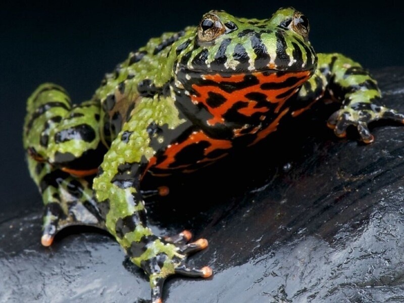 Тот самый "светофор": именно так жерлянка предупреждает хищников о своей токсичности. Ярче не придумаешь!