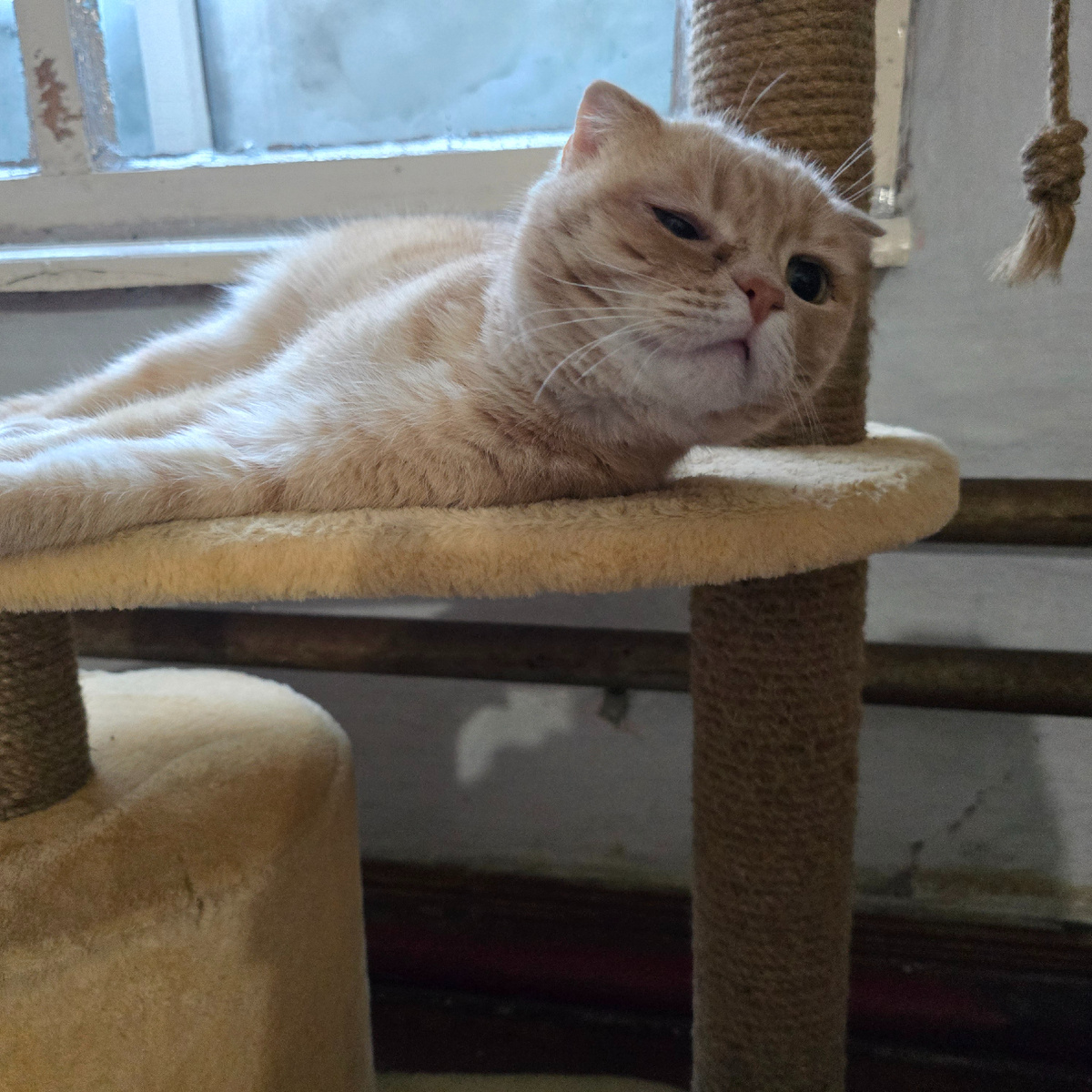 рыжий одиночка смотрит в никуда устало