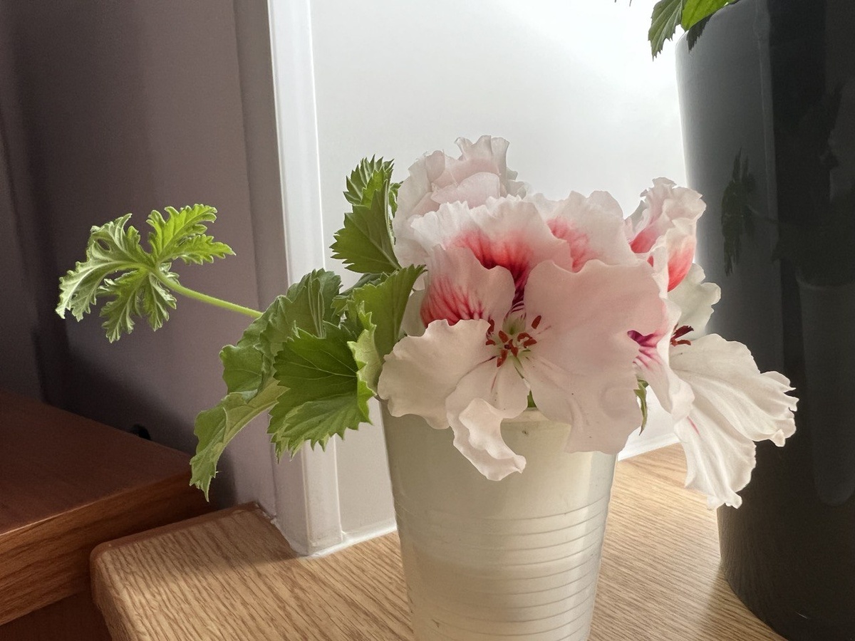 Черенки пеларгонии