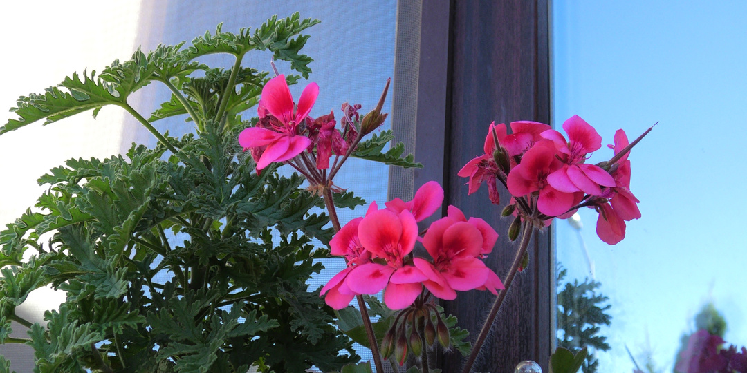 9 цветов, которые быстро израстают