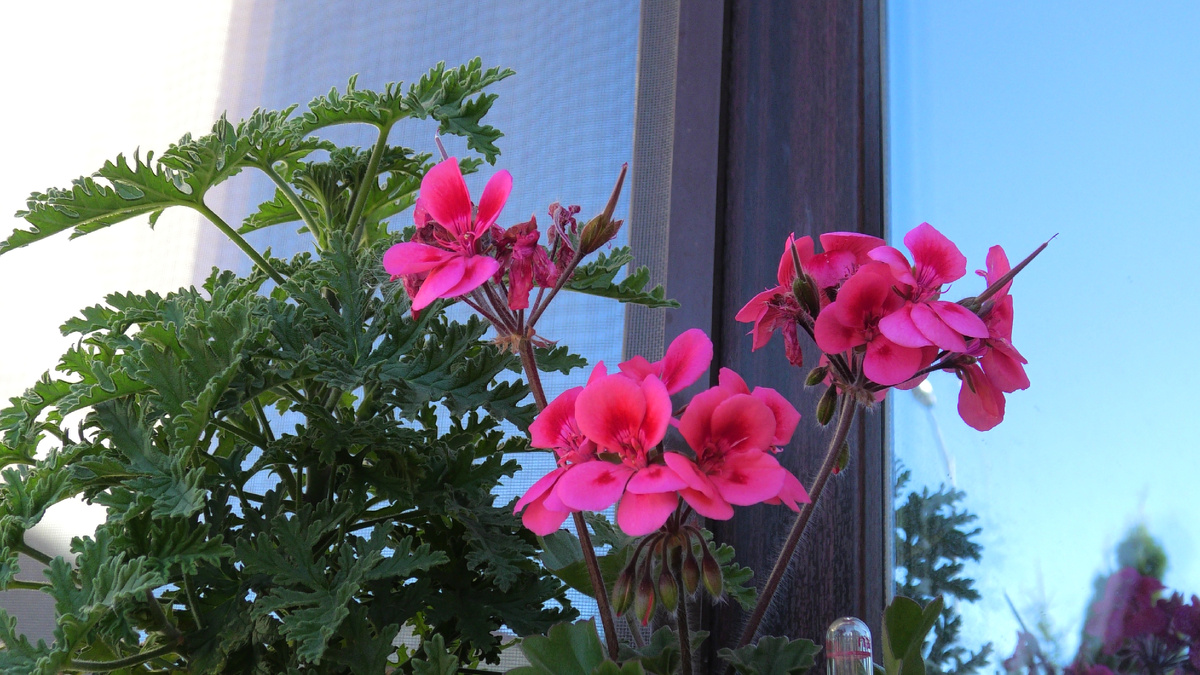 Пеларгонии