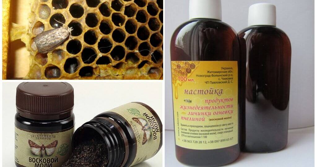 Восковая моль: маленькая бабочка, которая удивила науку и завоевала доверие тысяч людей