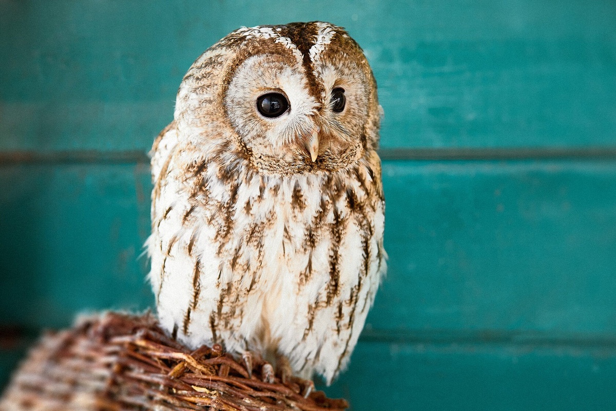 Тот самый взгляд, который проникает в душу и заставляет простить съеденные тапочки. На фото серая неясыть.