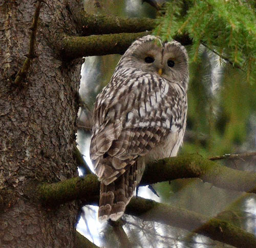 На фото длиннохвостая неясыть.