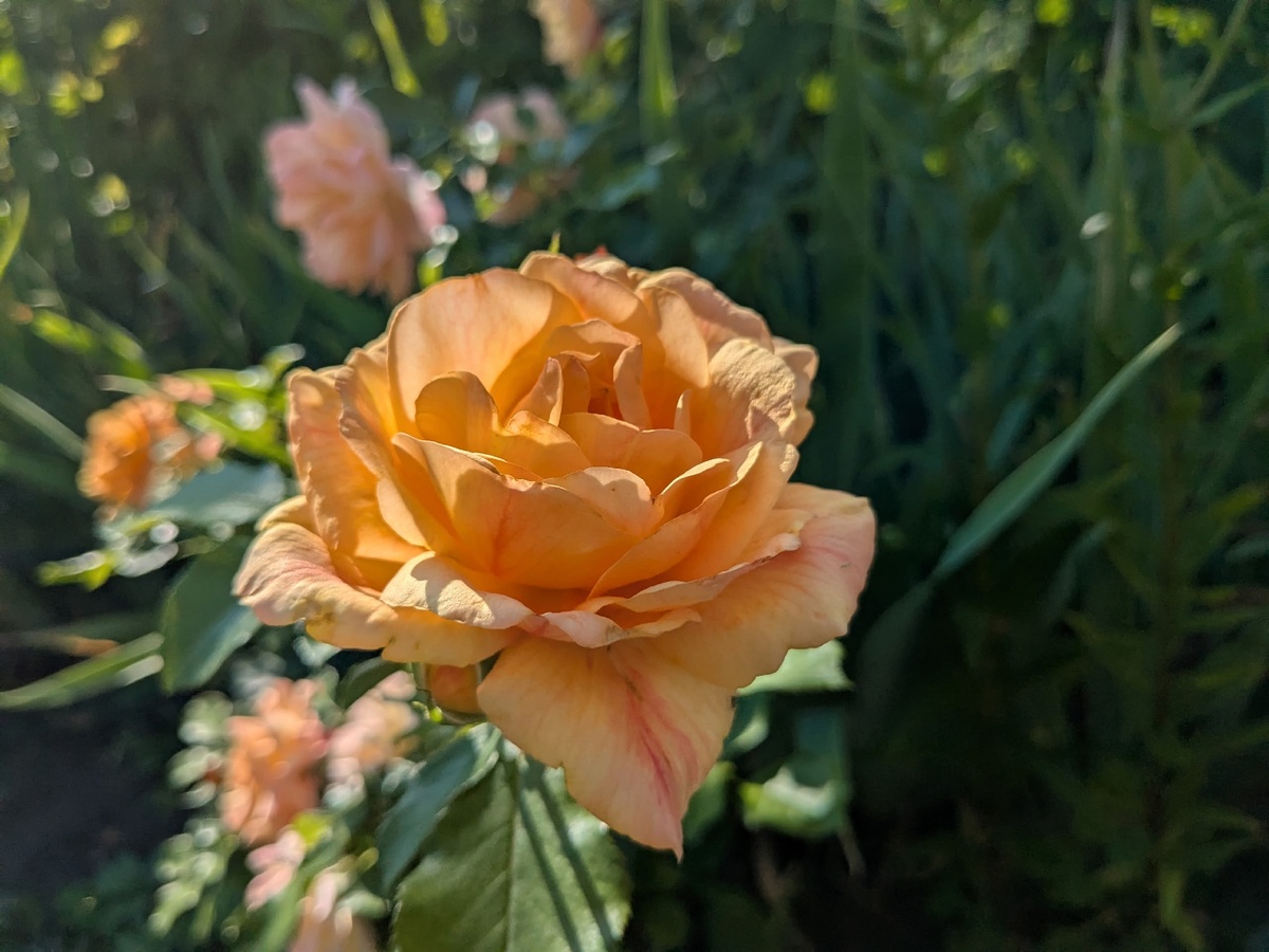 Плетистая роза Michka