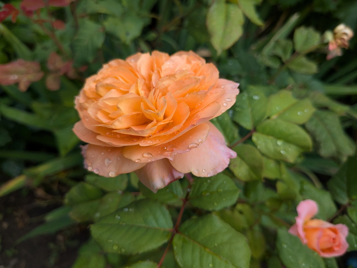 Роза шраб Johanna Thuillard