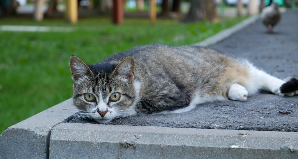 Брянские зооволонтеры просят помочь попавшей в беду кошке