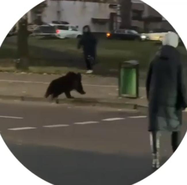 Витеблян впечатлил не столько факт присутствия медведя в городе, сколько переход им дороги по сигналу светофора Источник: «Спутник» (Беларусь)