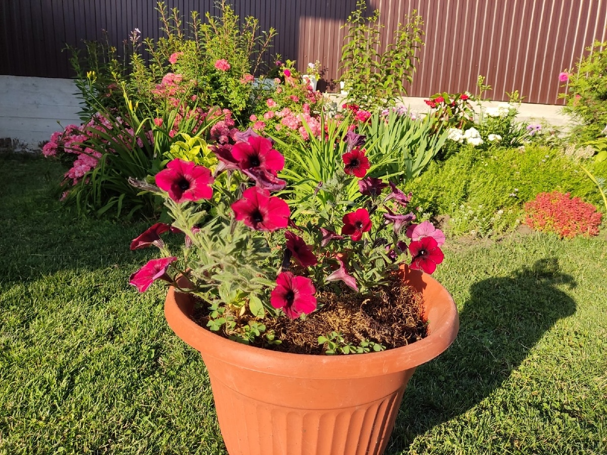 Моя первая попытка вырастить петунию Tidal Wave F1 Velour Red