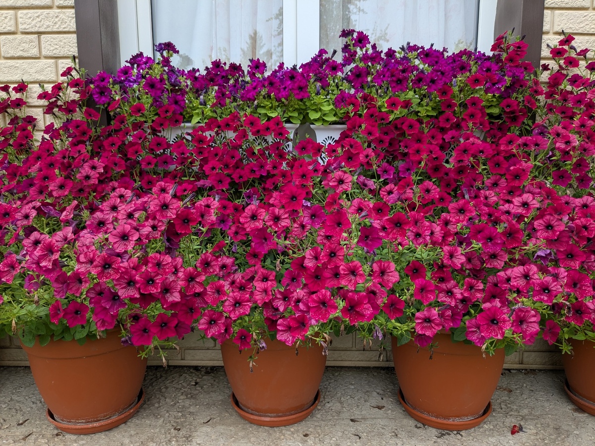 Петуния Tidal Wave F1 Velour Red этим летом