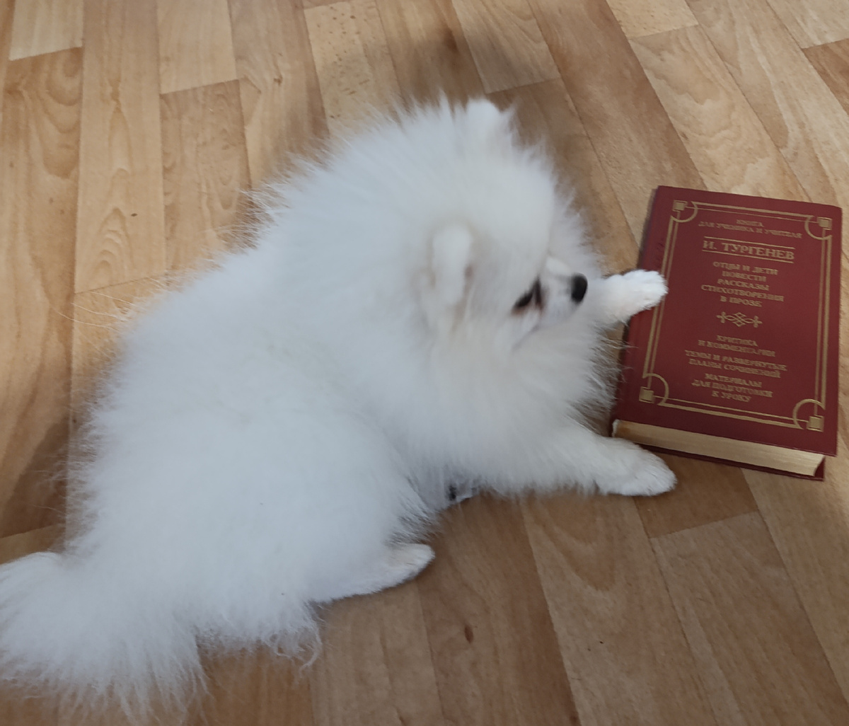 Книгу из знаменитой серии в красной обложке из школьной библиотеки представляет Бэлла. Книга её очень заинтересовала - во время фотосессии даже чуть погрызла корешок. 