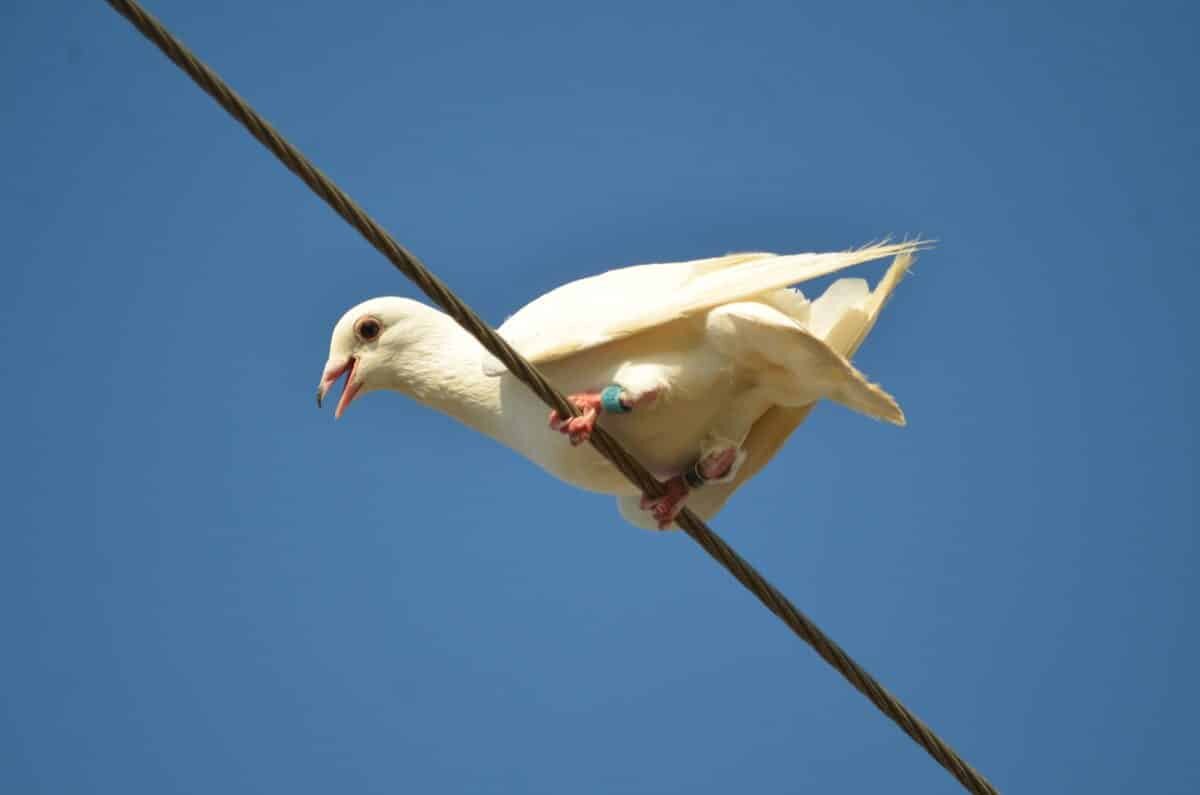    Сизый голубь (Columba livia var. domestica) / © garlice99