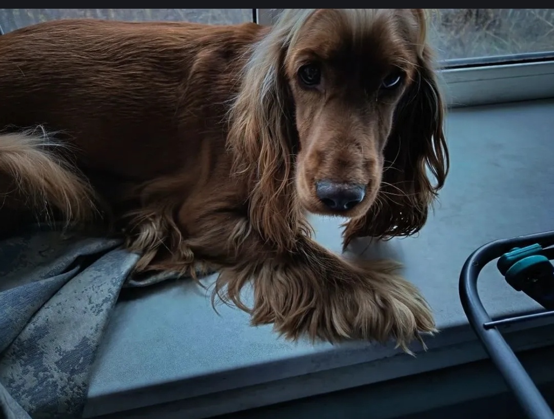 Фото из архива наших питомцев. Марфа.