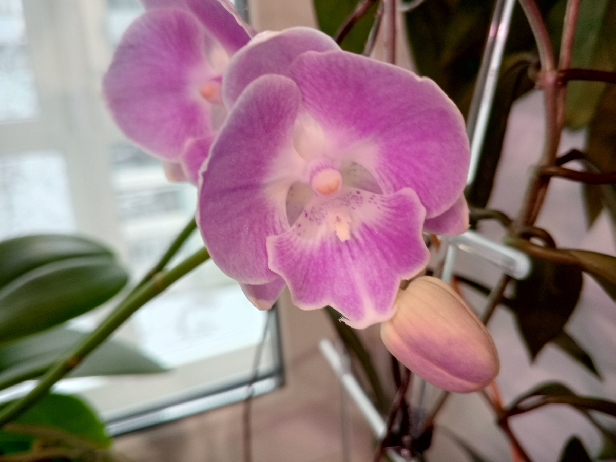 Розовый биглип