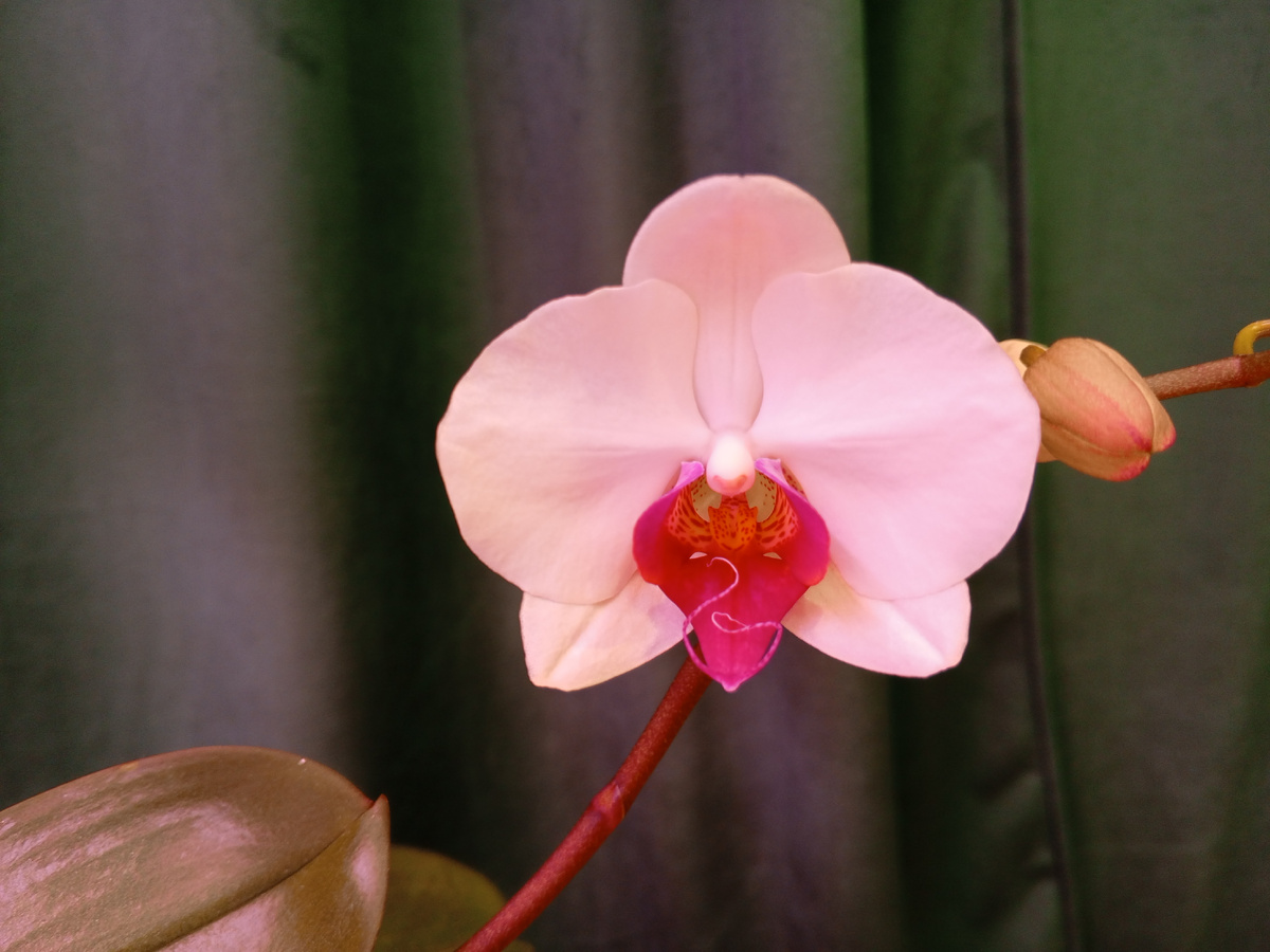 Белая с верхней полочки