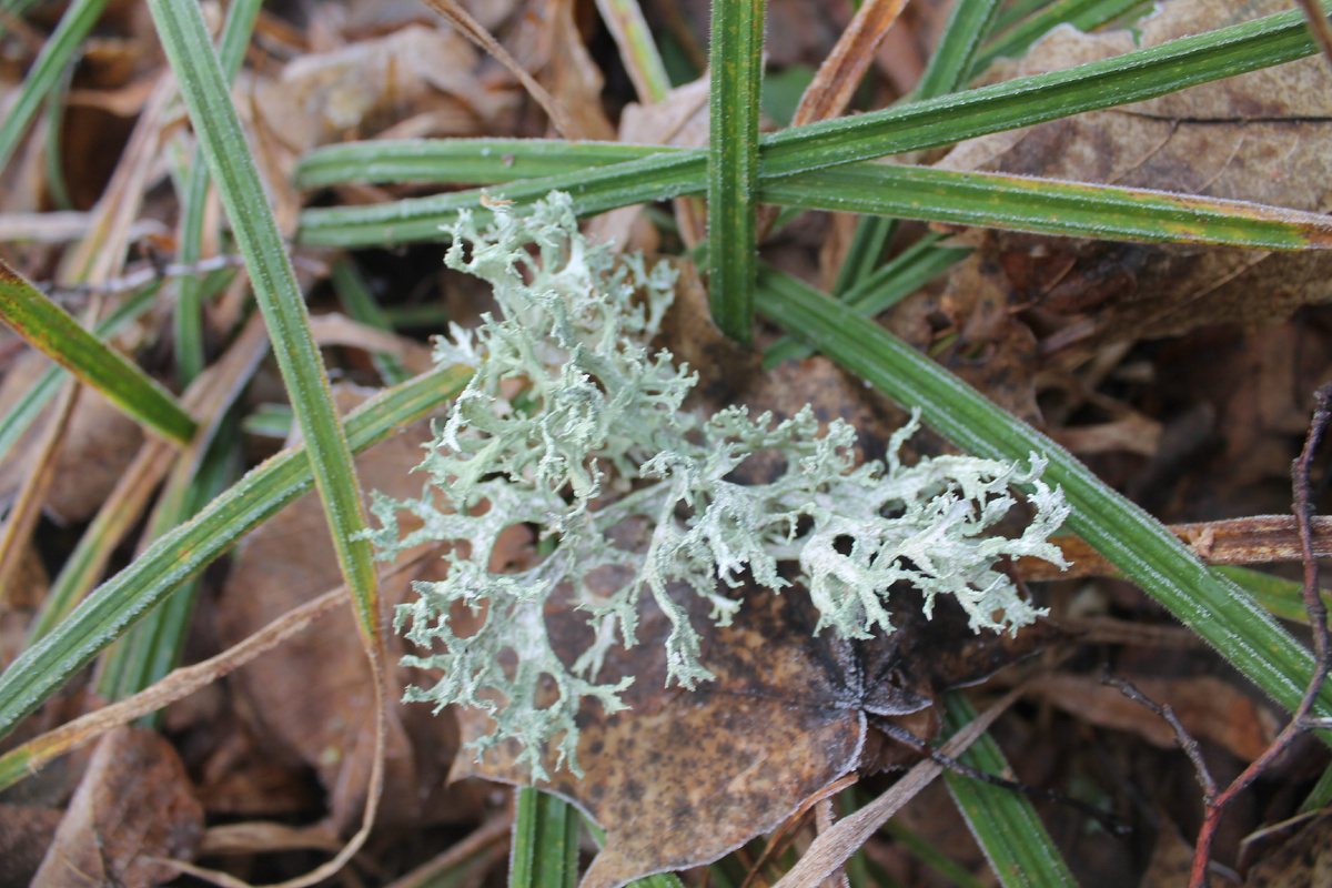 Фото сделанное мной.