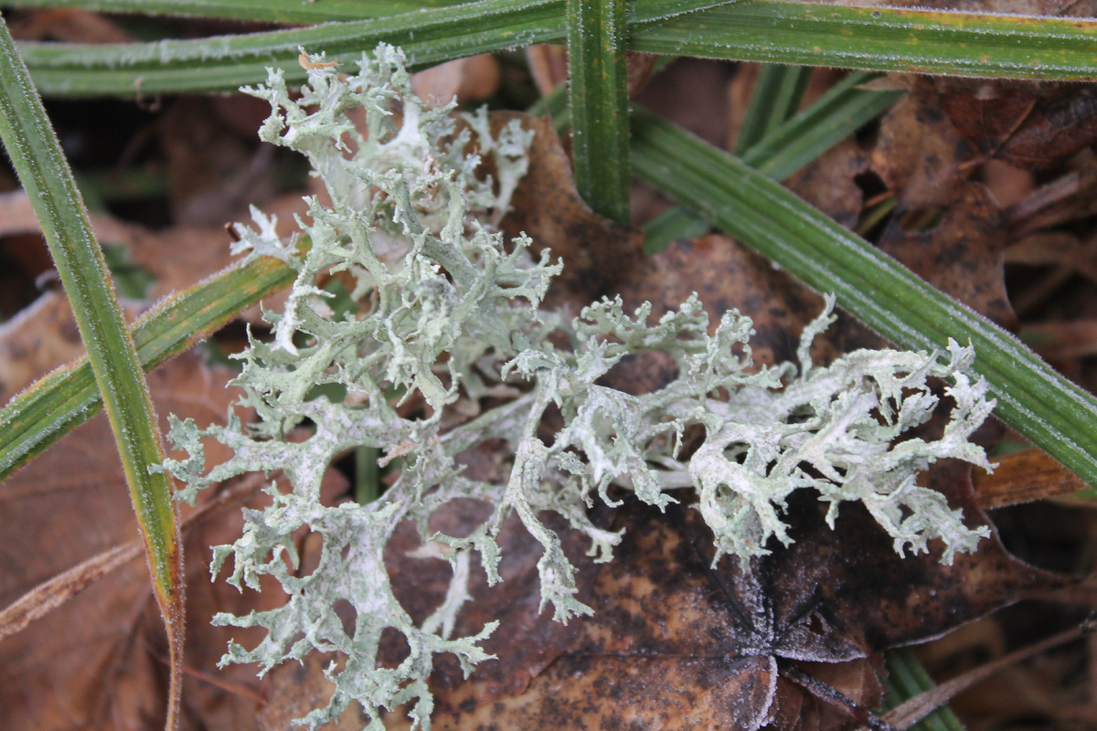 Фото сделанное мной.
