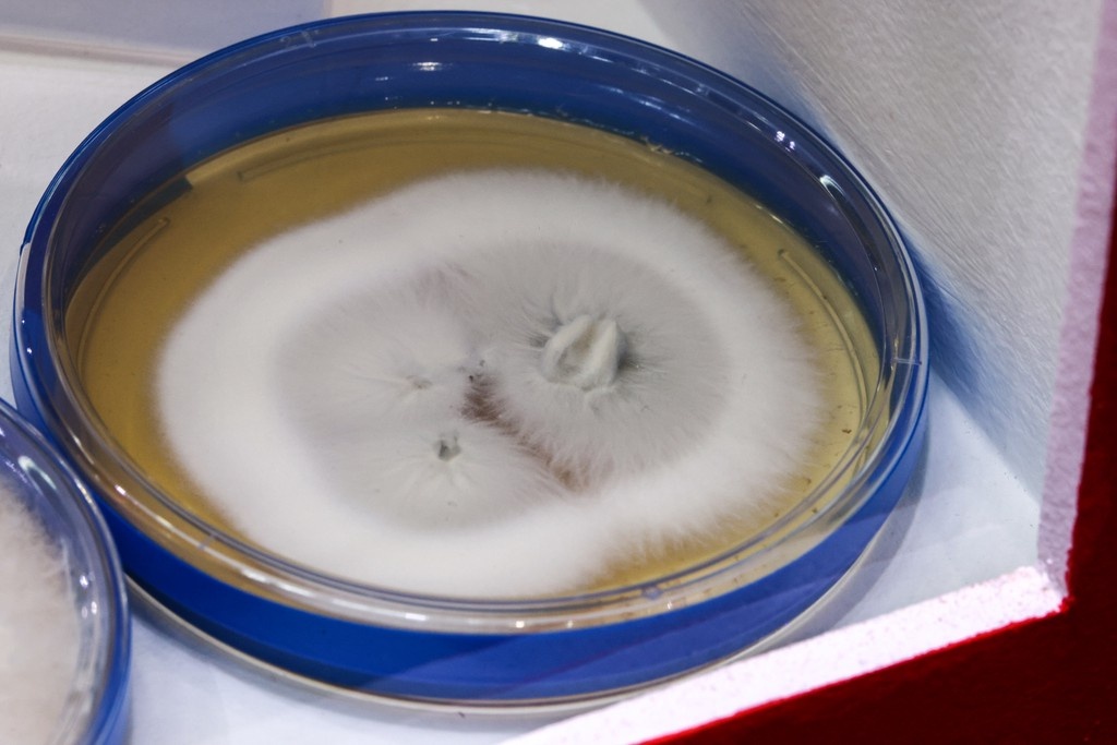    Фото © Сергей Лантюхов / Абзац