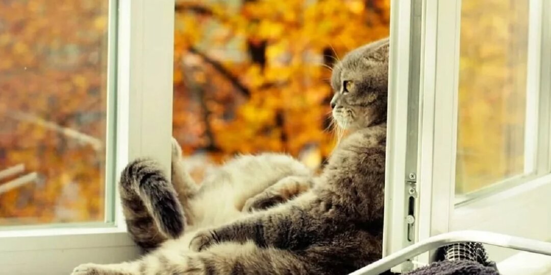 Рак языка 4ой степени и Я. Часть 317. Хандра. Ожидание. Рутина.