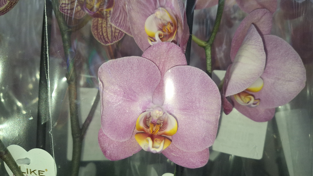 Медовый персик