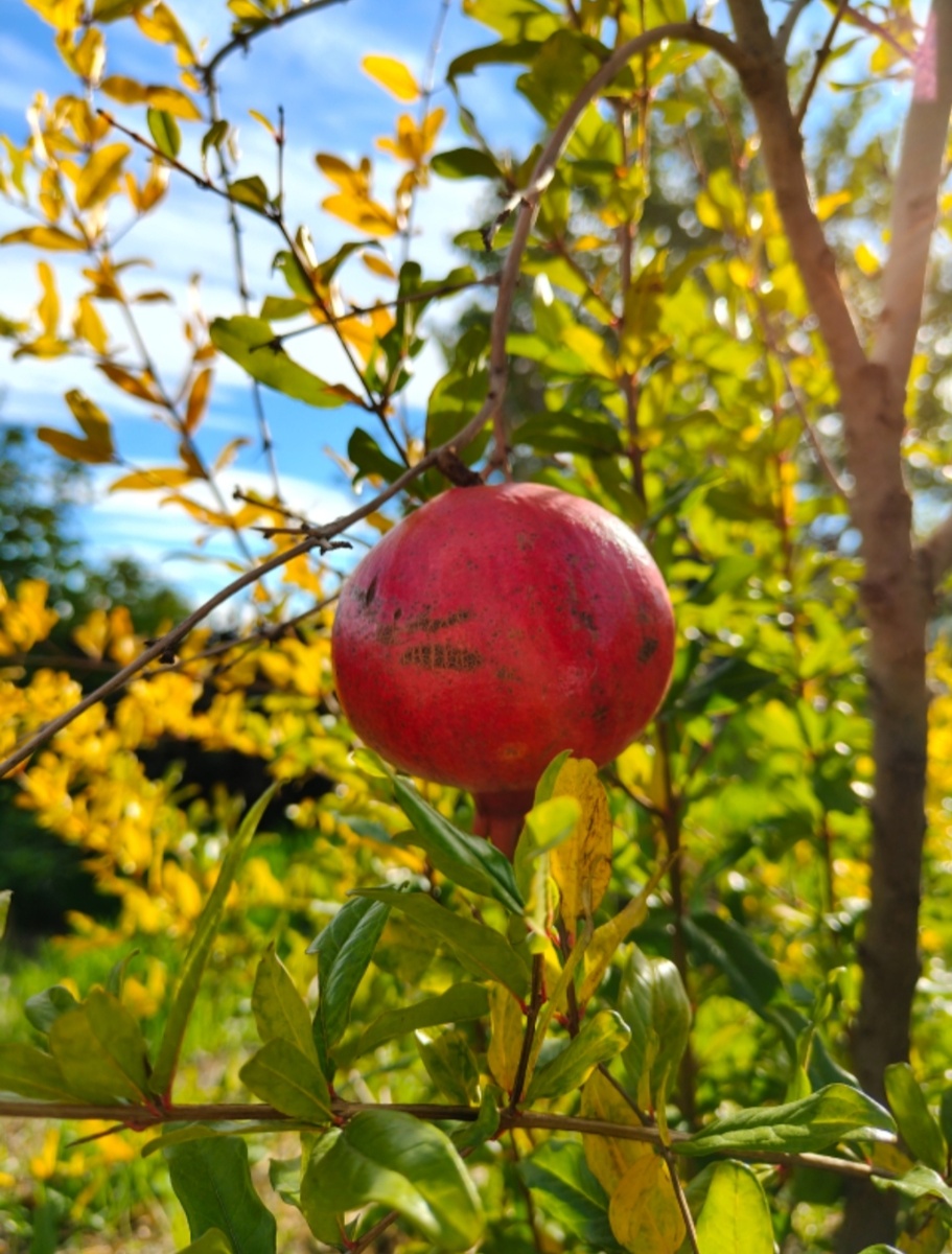 Красив эстетически, но бестолков на столе.