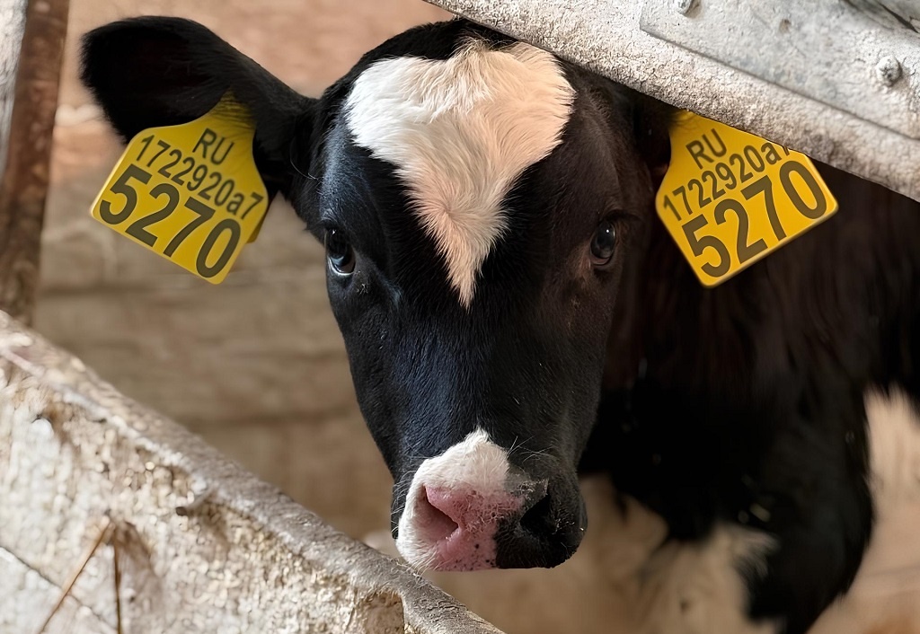 фото: ЗАО «Калининское»