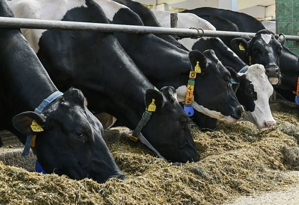 фото: ЗАО «Калининское»
