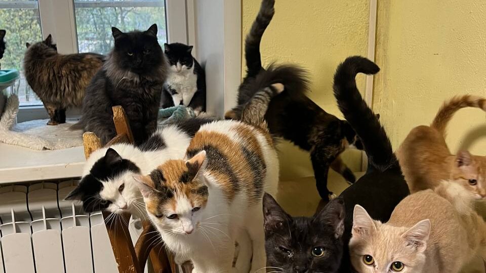 ПОЖАЛУЙСТА! Обратите внимание на этот пост. МЫ НЕ СОБРАЛИ НА АРЕНДУ. Снова…Куда нам деть 140+ животных?