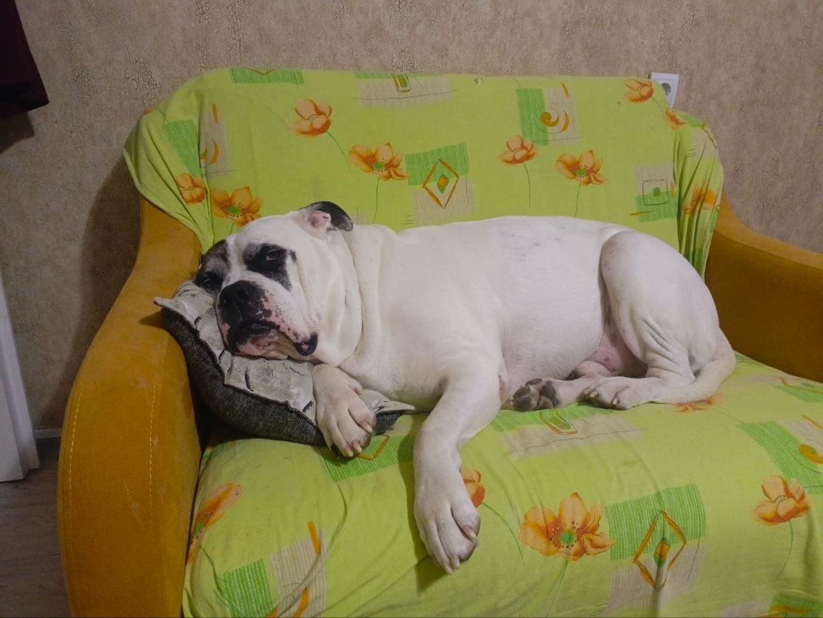 Полноправный хозяин дивана и просто любимый член семьи. 