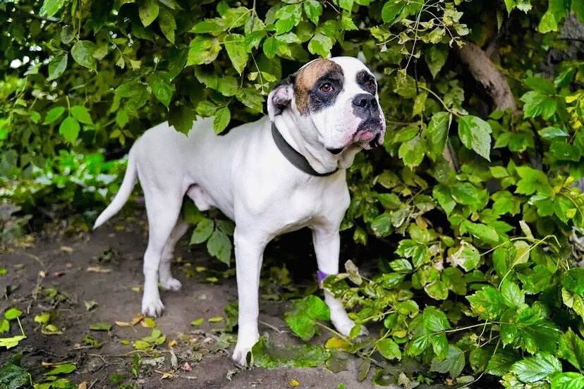 Бывший хозяин Тайгера совершил чудовищное предательство...