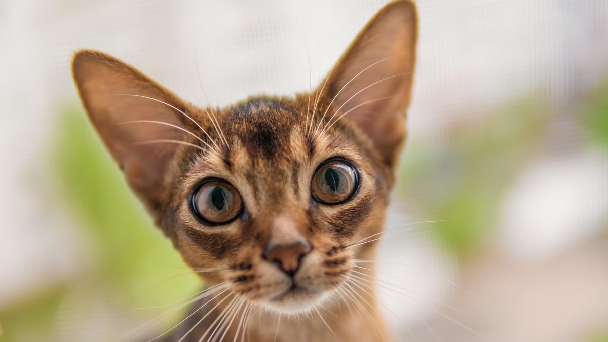    На выставке можно будет бесплатно получить советы ветеринаров