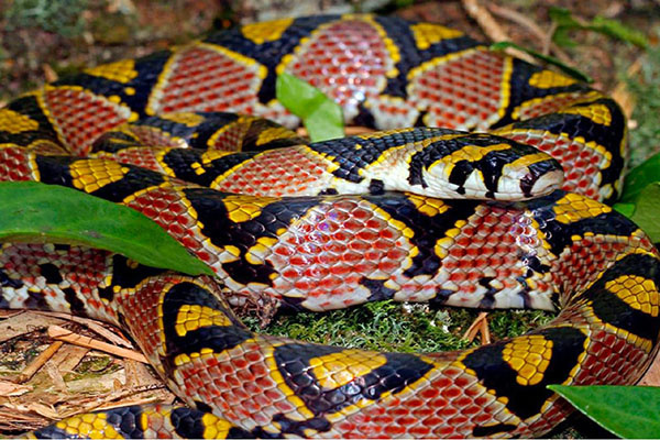 Природа раскрашивала эту змею с особым вдохновением.