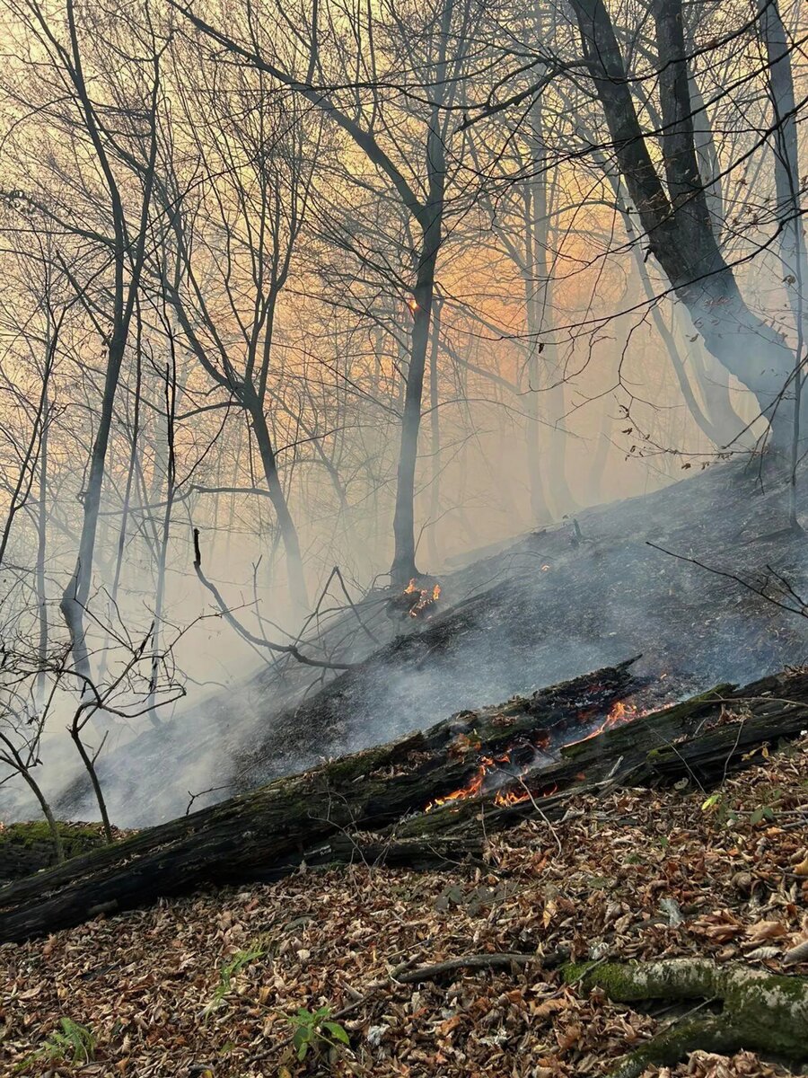 Лесной пожар у поселка Навур в Берде (23 ноября 2025). Тавуш © Photo : press office of the Berd Municipality
