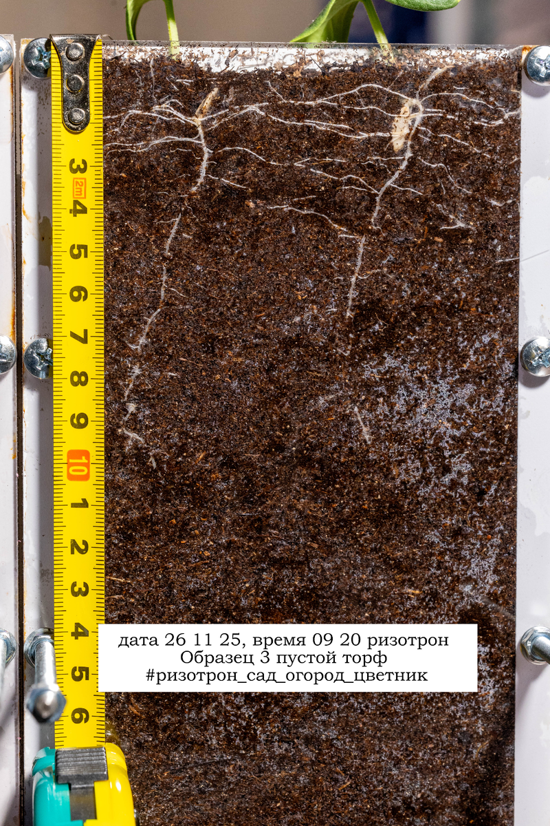 Развитие корней за неделю в пустом торфе