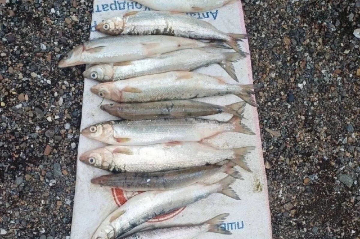    Больше полутора тонн байкальского омуля конфисковали в Бурятии