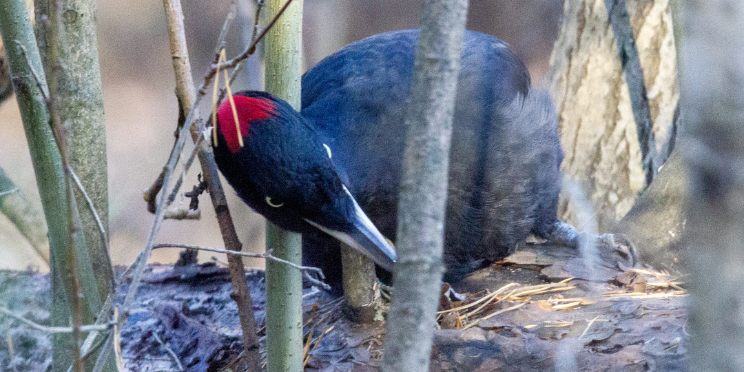 Как я незваным гостем побывала на трапезе Чёрного дятла и кое-что узнала!..