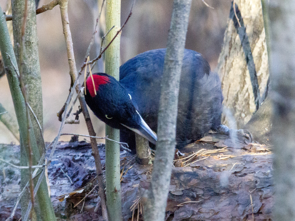 Желна в Плехановском бору.
21.10.2025г. Тюмень