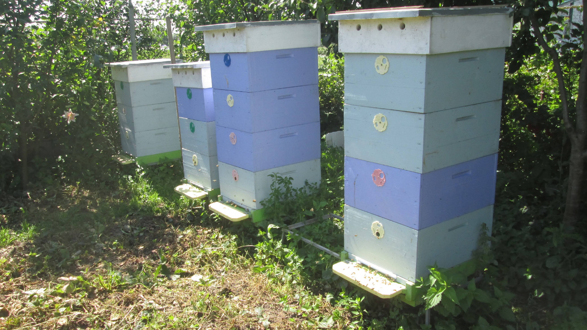 Любительская пасека.