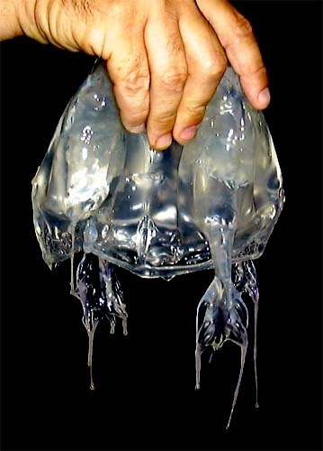 Почему в Австралии всё очень ядовитое и хочет вас прикончить