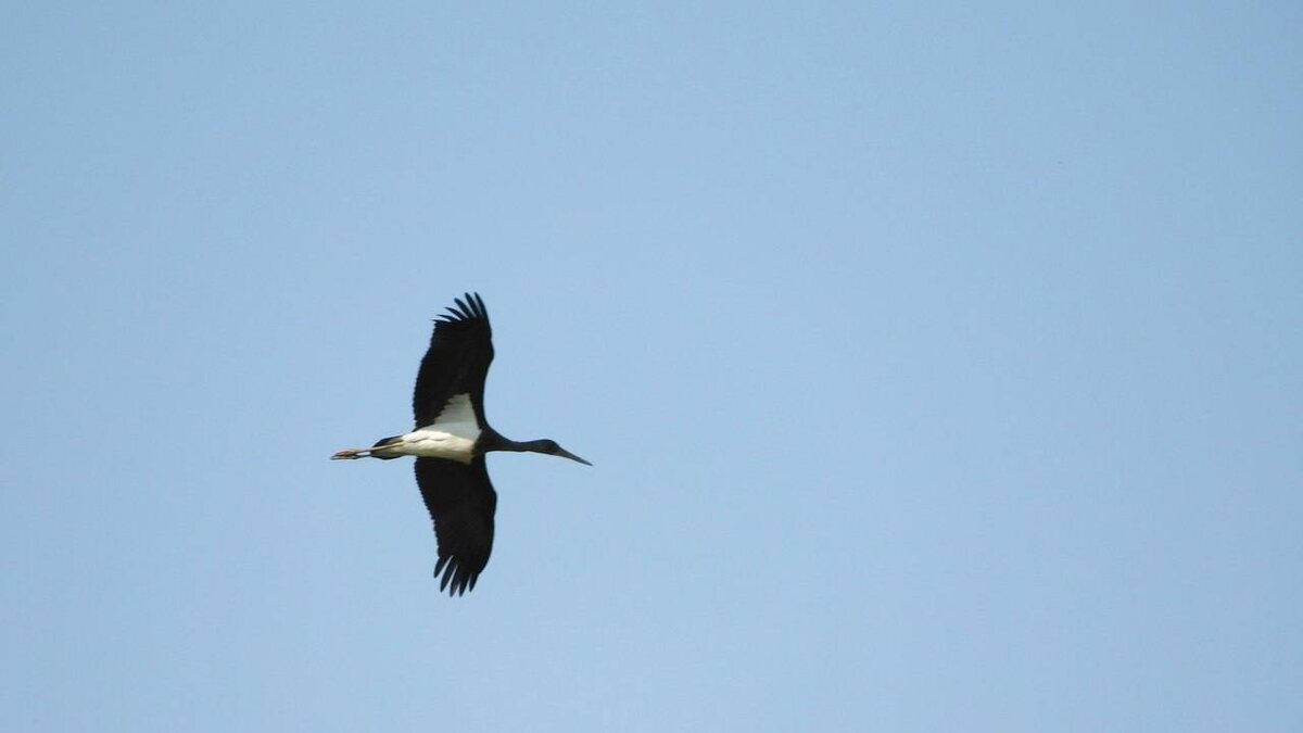 Фото: тг-канал Максима Левина